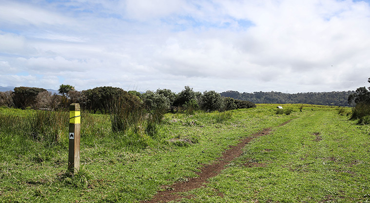 Ambury Foreshore Path - Path follows a farm track.