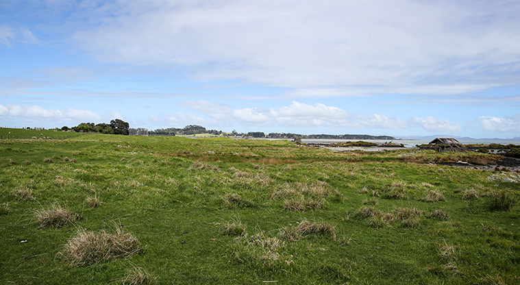 Ambury Foreshore Path - Unique landscape on the edge of the Manukau Harbour.