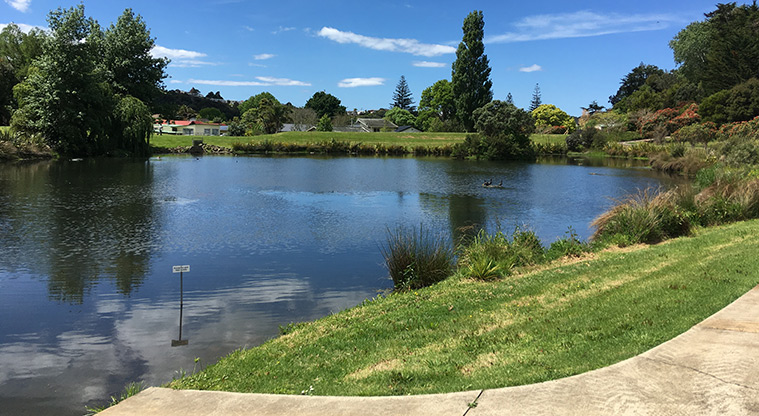 Arkles Bay Path - Spot ducks and pūkeko as you stroll past the pond.