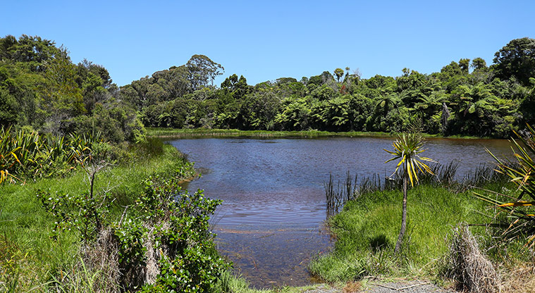 Āwhitu Brook Homestead Path - Path heads back to a wetland area.