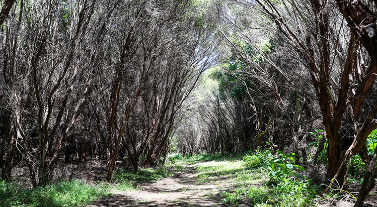 Āwhitu Hatton Road Path - A short walk from the lookout is a small Manuka grove.