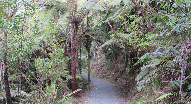 Beveridge to Arataki Track - Please be aware the track is shared between walkers and cyclists.