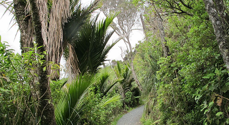 Beveridge to Arataki Track - Track runs through beautiful native bush.
