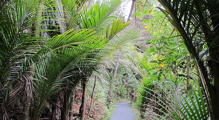 Beveridge to Arataki Track - Path continuing through the bush.