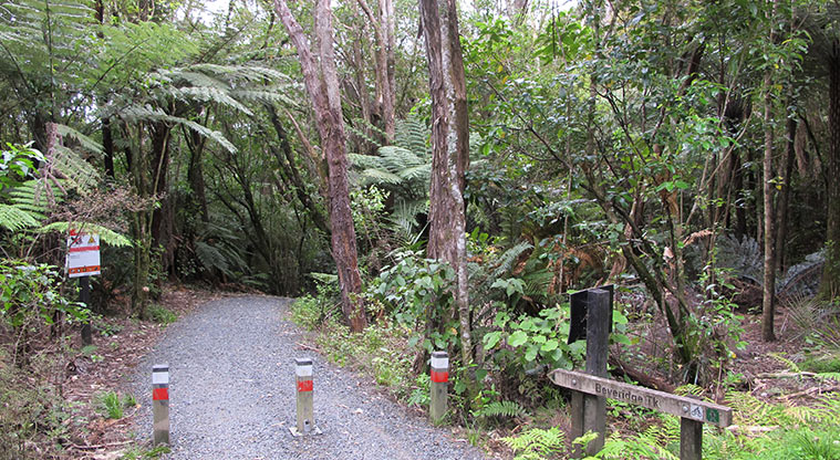Beveridge to Arataki Track - Make sure to follow this sign posted track at the junction.