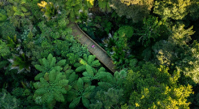 Birkenhead War Memorial Path - Birds eye view of path