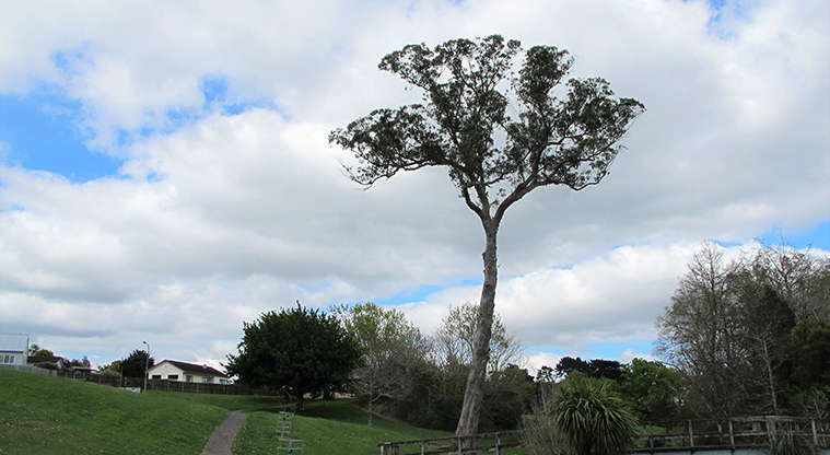 Cascades Path - Established trees along the way.