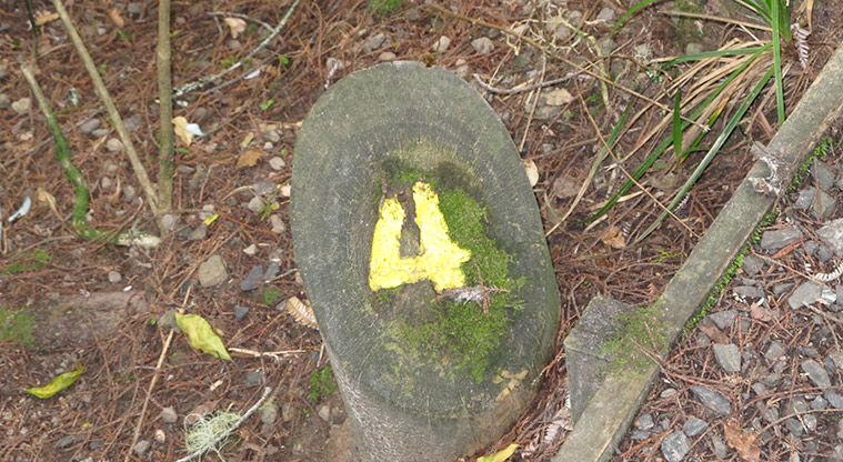 Centennial Park Nature Path - Look out for the numerous yellow markers.