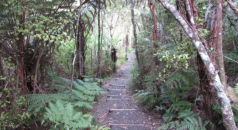 Centennial Park Nature Path - The path has a few steps.