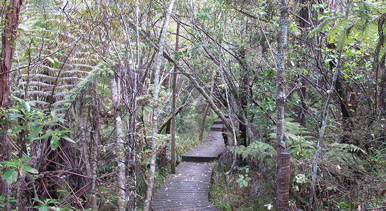 Centennial Park Nature Path - Short section of stepped boardwalk.