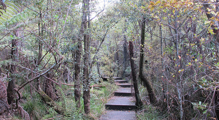 Centennial Park Nature Path - Short section of stepped boardwalk.