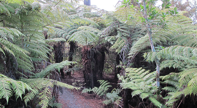 Centennial Park Nature Path - Amazing Punga grove.