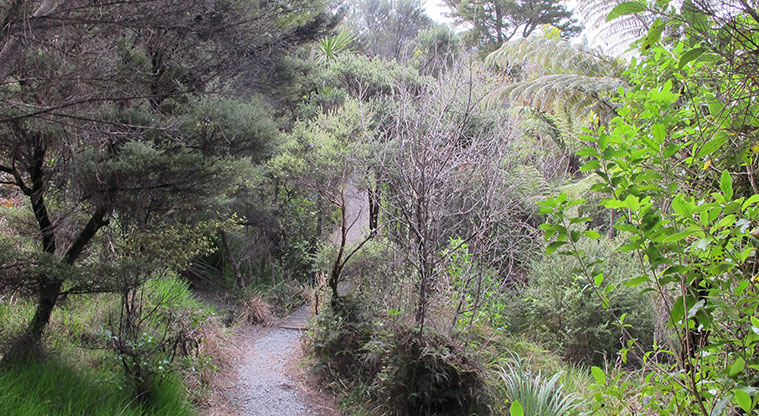 Centennial Park Nature Path - Gravel section of path.