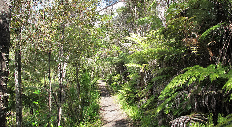 Centennial Park Nature Path - Near the end of the loop.