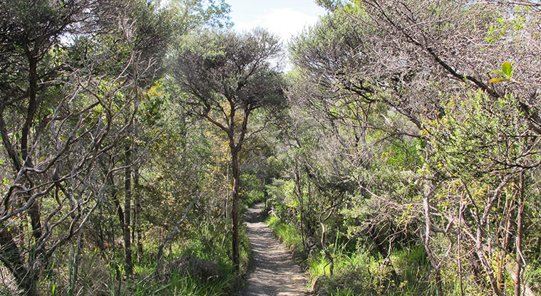 Centennial Park Path - Path heads back into the bush