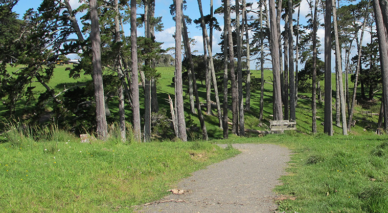 Churchill Park Path - Path winding through pine trees.