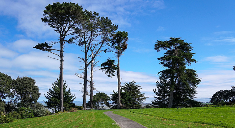 Clendon Path - Large pine trees