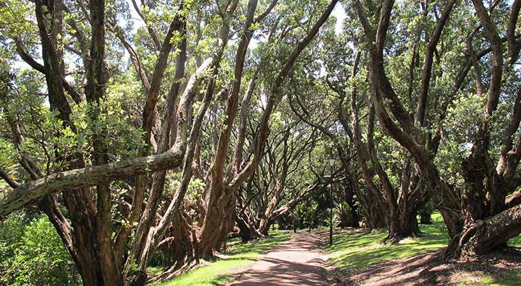 Coast to Coast Path (City to Pukekawa / Auckland Domain) – Walk between an amphitheatre of pōhutukawa.