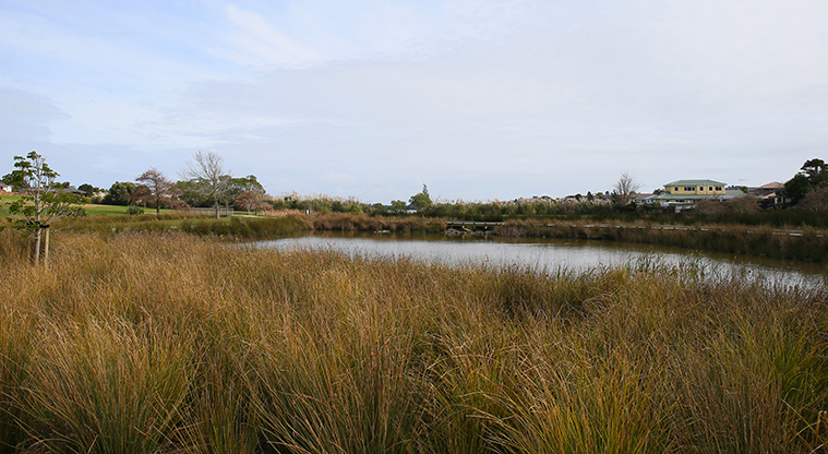 Conifer Grove Path - View over wetland.