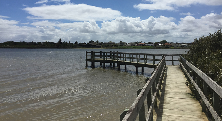 Conifer Grove Path - Section of the boardwalk and small pier overlooking the Manukau Harbour.