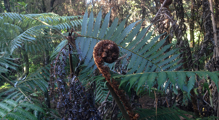 Craigavon Path - Fern koru in the bush area.