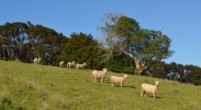 Cudlip Point Path - Sheep in Mahurangi Regional Park.