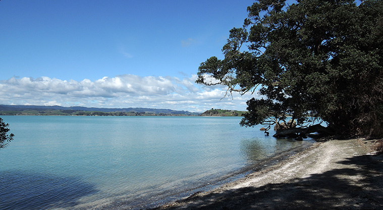 Duder Duck Bay Path - Pōhutukawa alongside the coastal edge.