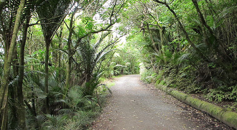 Exhibition Drive Track - Track goes through a bush canopy.