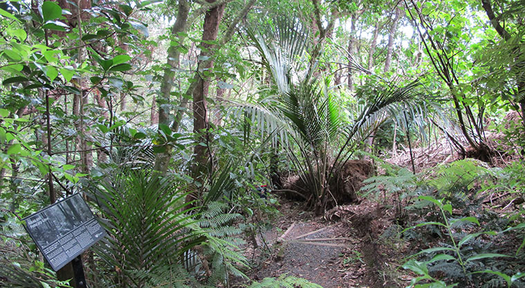 Fernglen Path - The path does include steps leading into the bush.