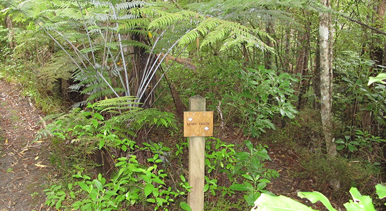 Fernglen Path - The last part of the path is a loop so can be taken in either direction.