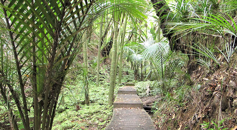 Fernglen Path - Boardwalk section through native bush.