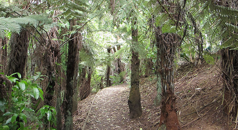 Te Ara Hono / Glen Eden to Kaurilands Path - Path through bush.