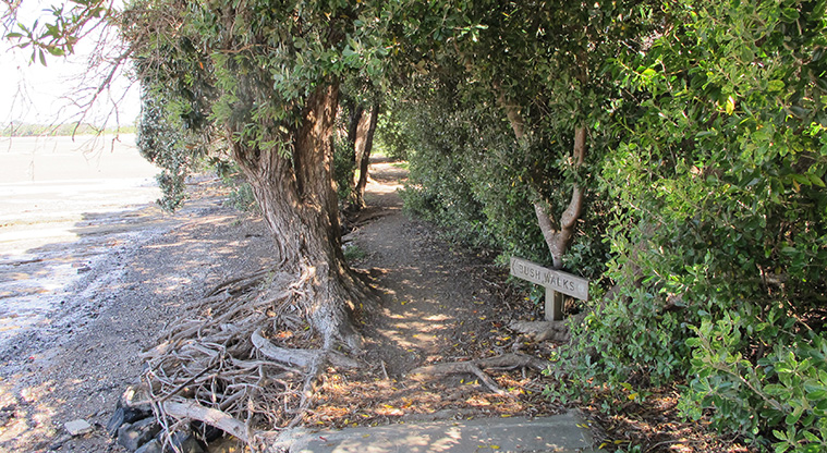 Glendowie Park to Tahuna Torea Path - Uneven path into Tahuna Torea, watch your footing.