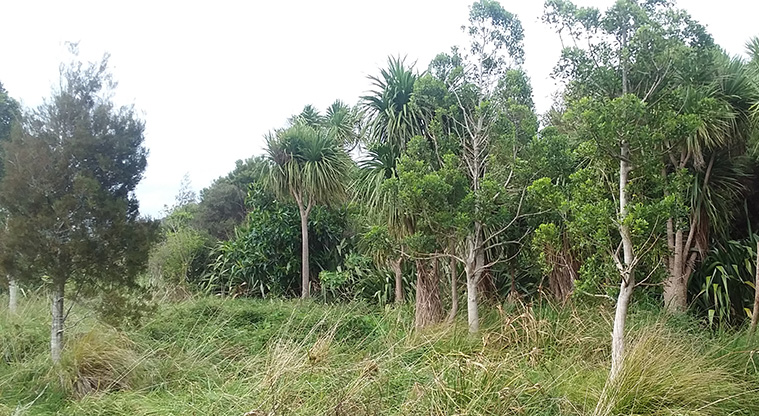Glendowie Park to Tahuna Torea Path - Regenerating bush in Tahuna Torea.