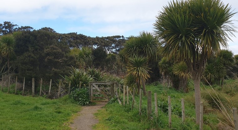 Greenwood Road Park Path - Section of the path through regenerating native bush.