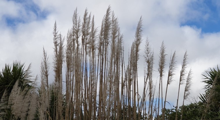 Greenwood Road Park Path - Native toetoe plant.