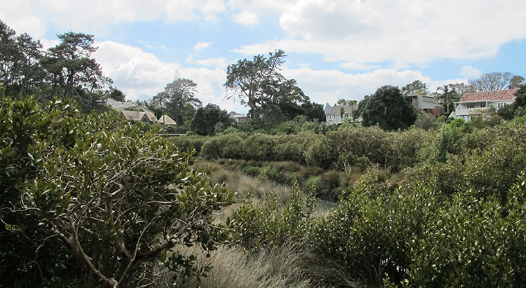 Grey Lynn Greenway Path - View from Cox’s Bay Reserve boardwalk.