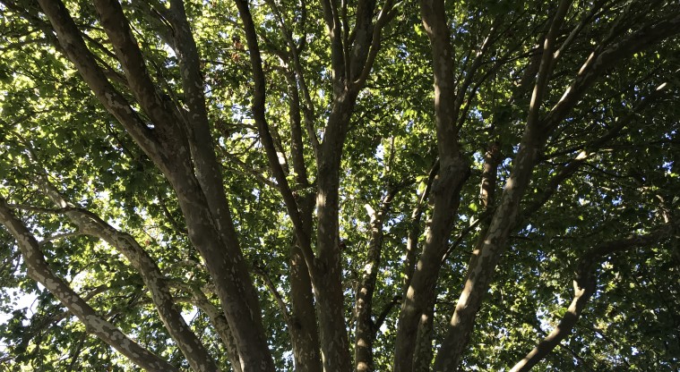 Grey Lynn Urban Ngahere Path – London Plane tree.
