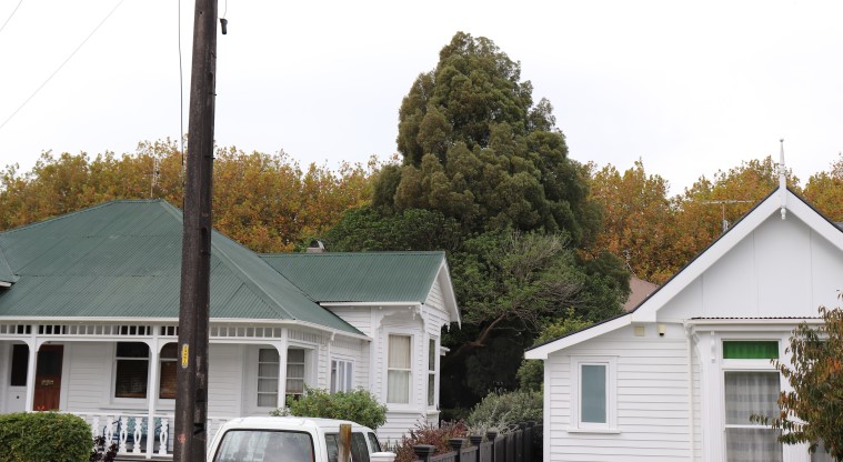 Grey Lynn Urban Ngahere Path – Kahikatea tree on Wilton Street.