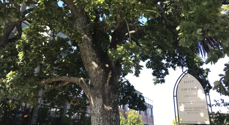 Grey Lynn Urban Ngahere Path – English Oak at St Columba Church, Surrey Crescent.