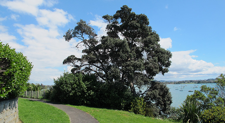 Half Moon Bay to Wakaaranga Creek Path – Typical section of the path heading.