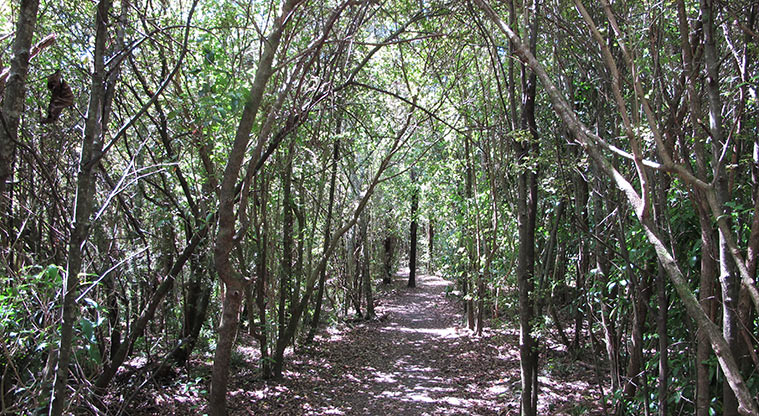 Hellyers Creek Path - Start of path section through the bush.
