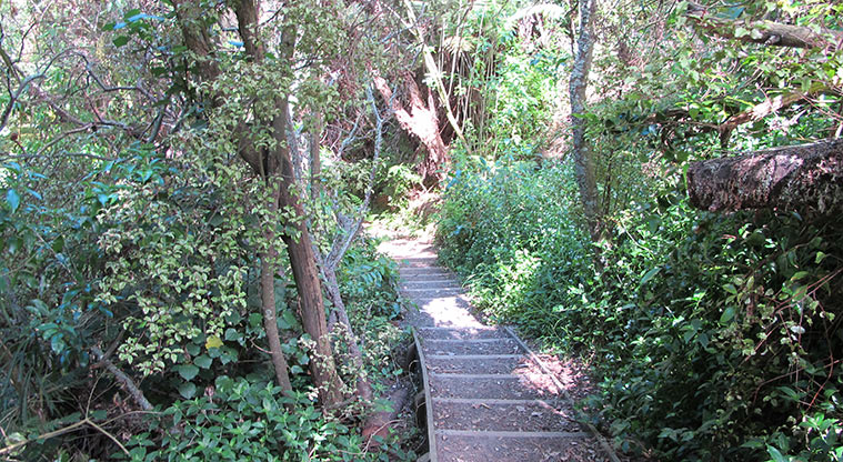 Hellyers Creek Path - Boardwalk section of the path.