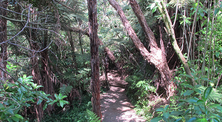 Hellyers Creek Path - Path winding through the bush.