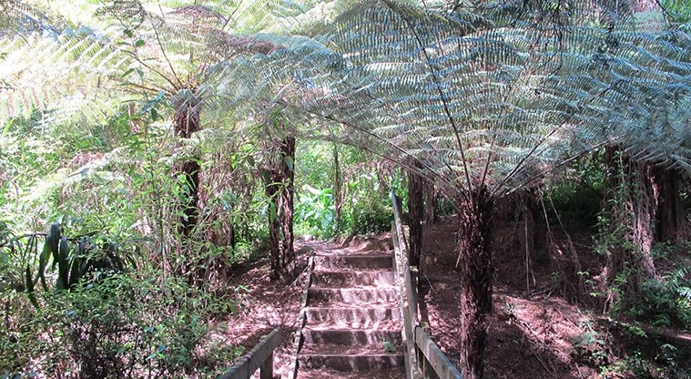 Hellyers Creek Path - Be prepared for a few stairs, and exposed tree routes.