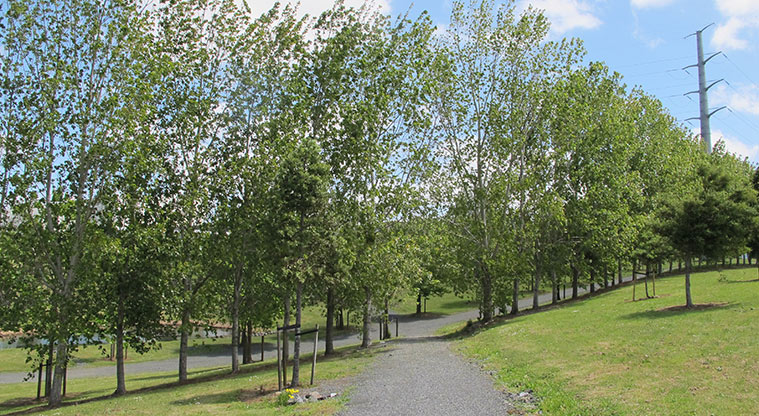 Highbrook South Path - Path through the recent landscape planting.