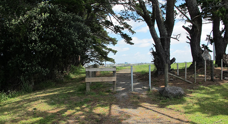 Highbrook South Path - Follow path through gap in pine trees.