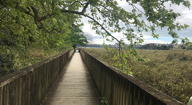 Hobson Bay West Path - Boardwalk section of the path over mangroves.