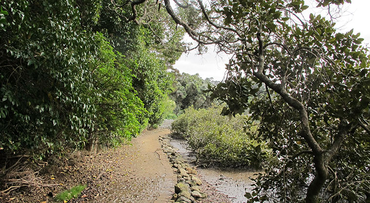 Hobson Bay West Path - Path along mangrove edge.