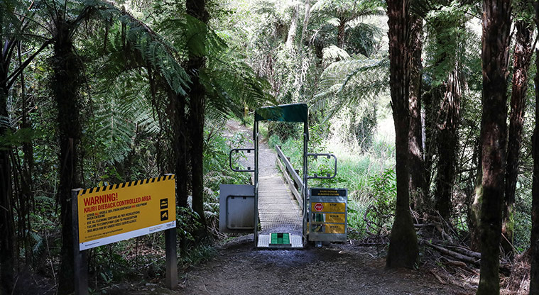 Hūnua Cossey Dam Path - Ensure to follow the protocols to keep kauri standing.